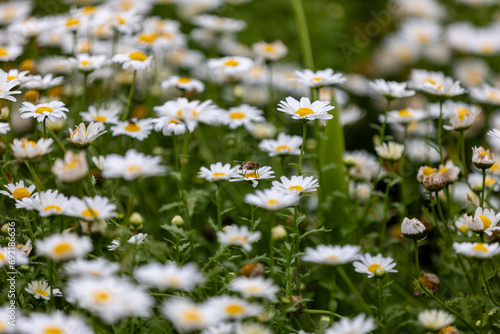 ノースポールと蜜蜂