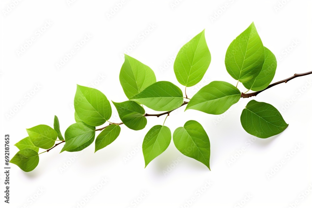 Branch with green leaves on white background Branch with green leaves on white background
