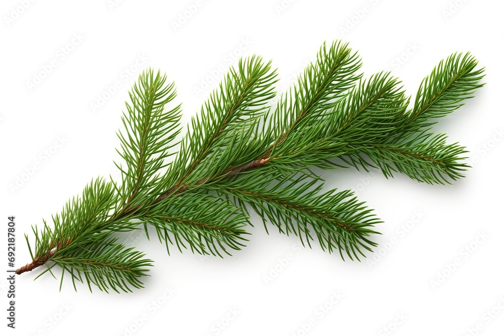 Pine branch isolated on white background