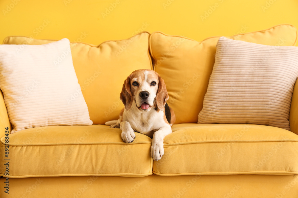 Cute beagle dog on yellow sofa in living room, closeup Cute beagle dog on yellow sofa in living room, closeup