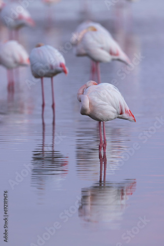 Greater Flamingo Phoenicopterus roseus from Camargue  southern France