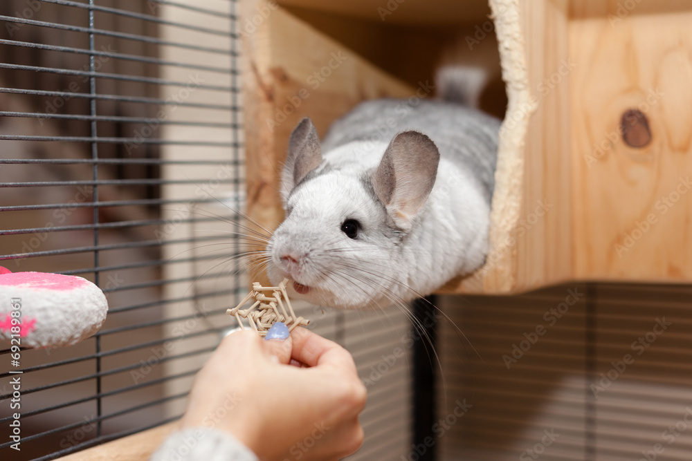 Obraz premium Cute Chinchilla