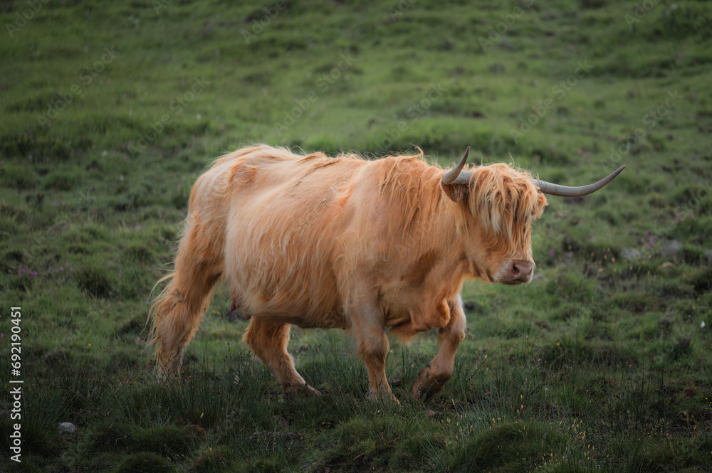 portrait of highland furry cow on the pasture. Rural life and farming concept portrait of highland furry cow on the pasture. Rural life and farming concept