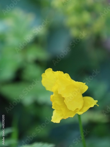 Yellow poppies, Papaver cambricum photo