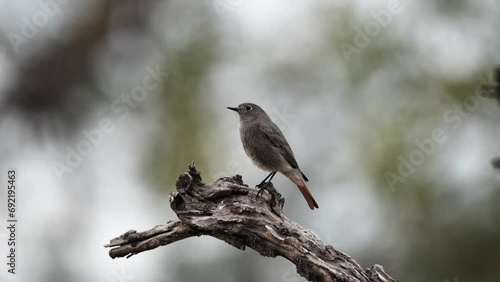 The female of the black redstart	