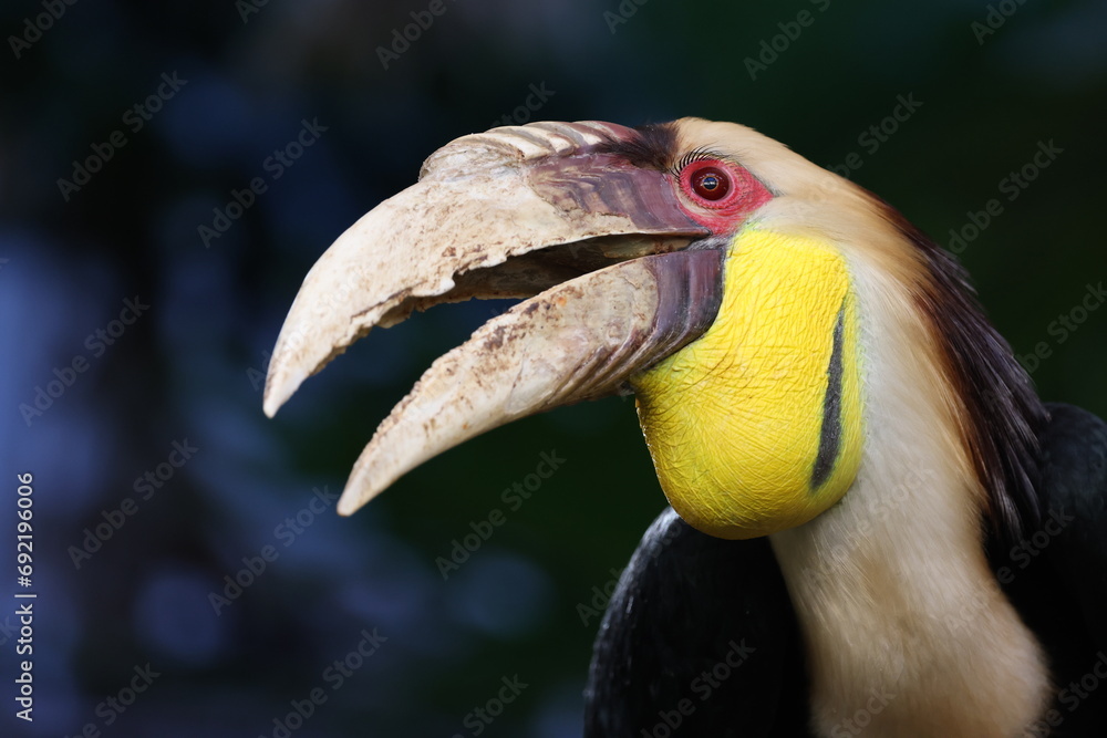 Close up view of wreathed hornbill (Rhyticeros undulatus).
