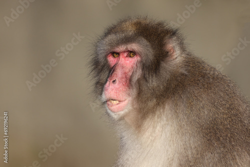 close up view of Japanese Macaque (Macaca Fuscata). © Edwin Butter