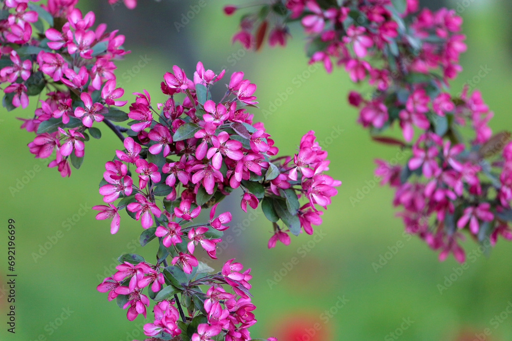Obraz premium A branch of a flowering decorative apple tree on a blurred green background.