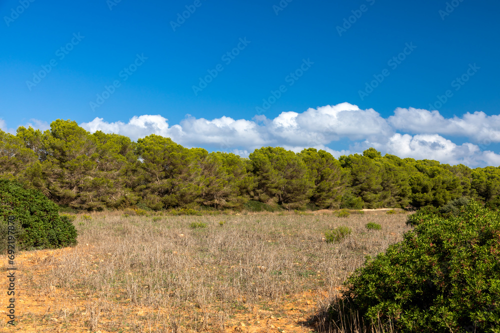 Kiefernwald im Naturschutzgebiet Punta de n´Amer bei Cala Millor, Mallorca Kiefernwald im Naturschutzgebiet Punta de n´Amer bei Cala Millor, Mallorca