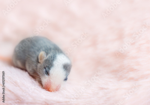 Beautiful blind gray baby satin mouse, small decorative mouse lies on a fluffy pink background. Small rodents are children's favorites as pets. Tenderness, love