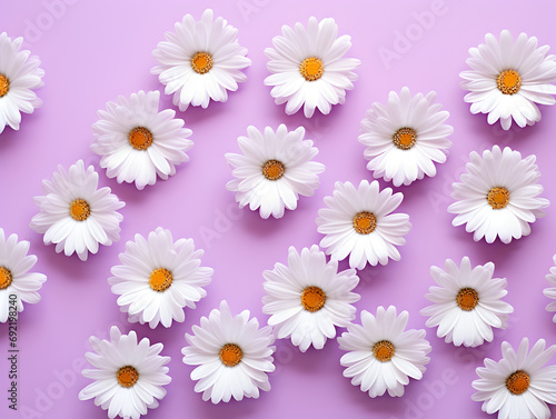 White Daisy chamomile flowers on bastel purzle background 