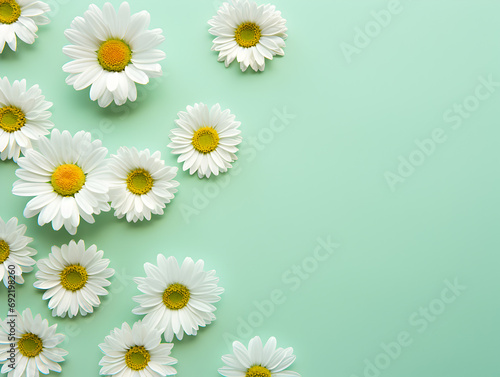 White Daisy chamomile flowers on bastel green  background with copy space © TatjanaMeininger