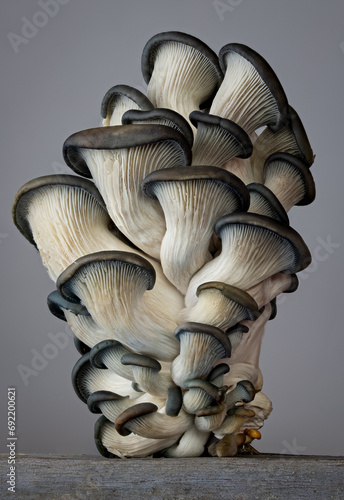 Blue oyster mushrooms photo