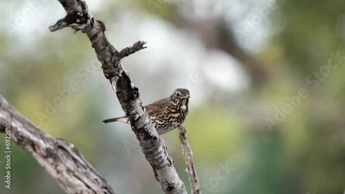 song thrush on the branch