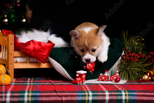 puppy in christmas hat photo