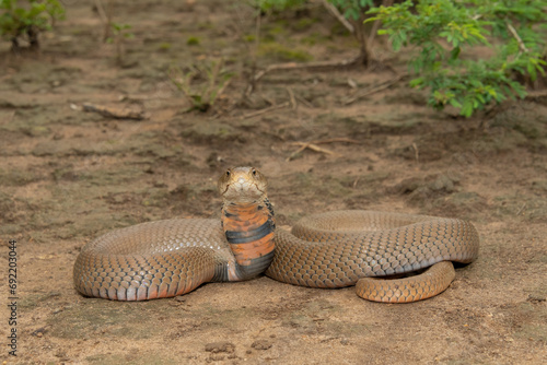 A deadly Mozambique Spitting Cobra (Naja mossambica) displaying its defensive hood in the wild photo