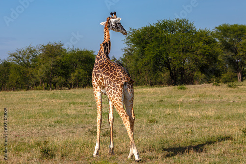 Canvas Print Giraffe