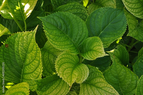 Zielone liście hortensji.