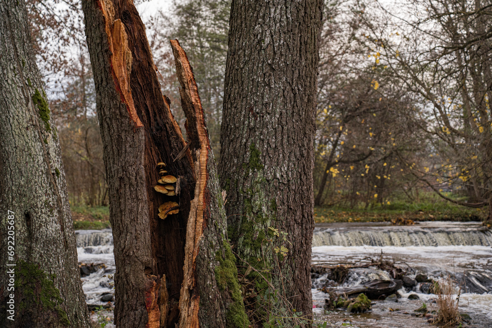 Fototapeta premium Royal honey mushrooms that grew inside a fallen tree