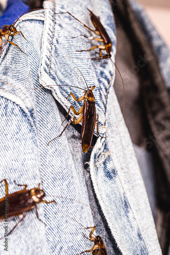 common cockroaches gnawing or gnawing clothes, insects inside the wardrobe, problem with urban pests photo