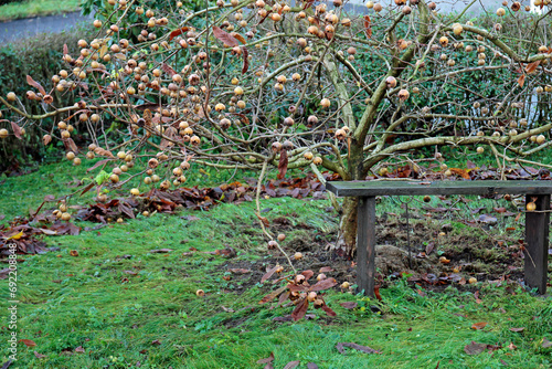 Foto Bio medlar in the garden
