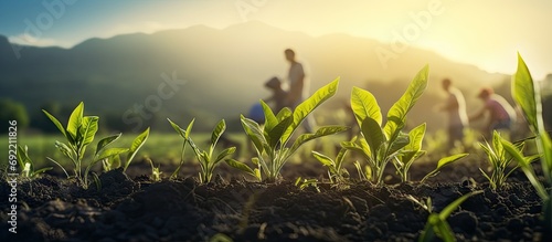 Agriculture Farmer are working in young green corn growing on the field at sun rises in the morning Growing young green corn seedling sprouts in cultivated agricultural farm field. Copy space image photo