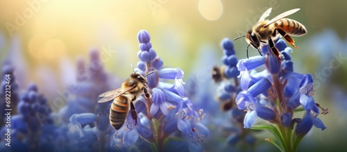 Beekeeping Honey bee foraging on borage flowers. Copy space image. Place for adding text or design photo
