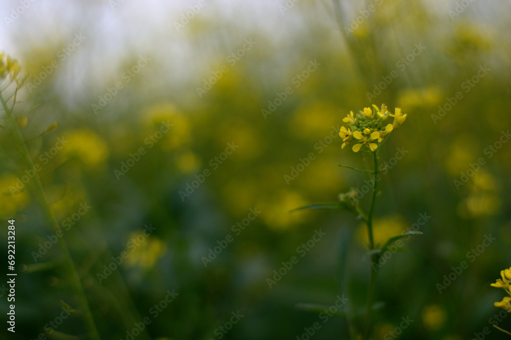 flores amarillas, bosque encantado, profundidad de campo