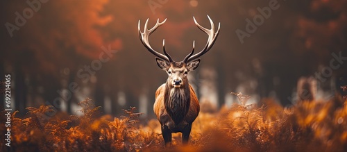 Autumn rituals in nature Red deer rut Confident red deer stag with large antlers on an open field in the forest ready for the mating season brushes his coat. Copy space image photo