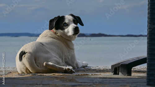 Biały pies w czarne łaty wypoczywa na plaży w Saint Malo we Francji