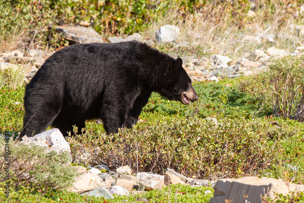 very fat black bear in a berry patch very fat black bear in a berry patch