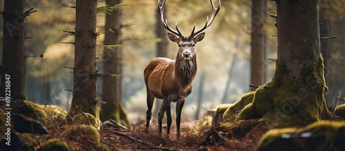 Autumn rituals in nature Red deer rut Confident red deer stag with large antlers on an open field in the forest ready for the mating season looks straight into the camera through trees © Ilgun