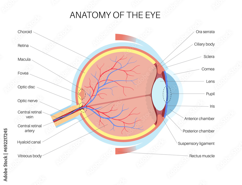 Eye anatomy poster - obrazy, fototapety, plakaty 