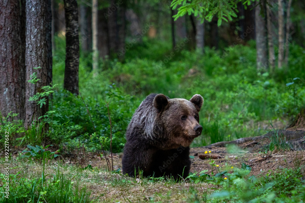 Obraz premium A lone wild brown bear also known as a grizzly bear (Ursus arctos) in an Estonia forest, Scene shows the young lone bear exploring the forest floor