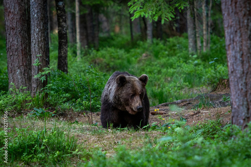 A lone wild brown bear also known as a grizzly bear  Ursus arctos  in an Estonia forest  Scene shows the young lone bear exploring the forest floor