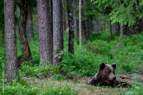 A lone wild brown bear also known as a grizzly bear  Ursus arctos  in an Estonia forest  Scene shows the young lone bear exploring the forest floor