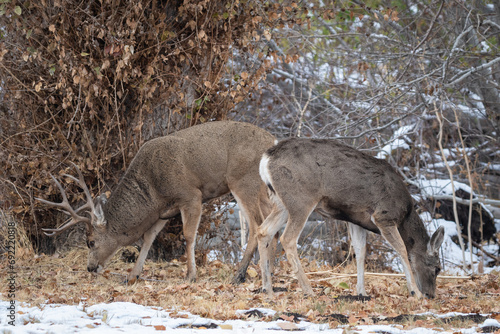 mule deer buck and doe eating leaves during the rut
