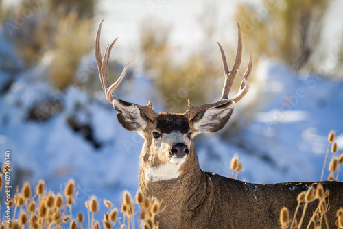 alert mule deer buck in the snow
