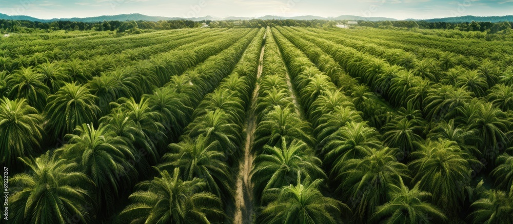 Arial view of palm plantation at east asia. Copy space image. Place for adding text or design - obrazy, fototapety, plakaty 