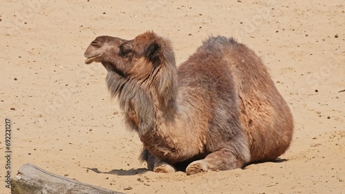 Wild Dromedary Arabian Camel Sitting on Sandy Ground