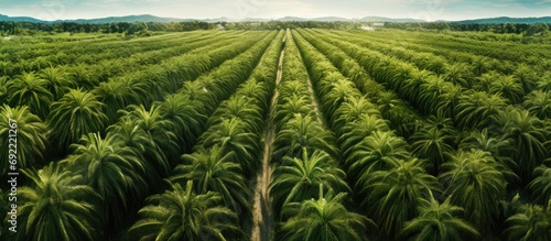 Arial view of palm plantation at east asia. Copy space image. Place for adding text or design photo