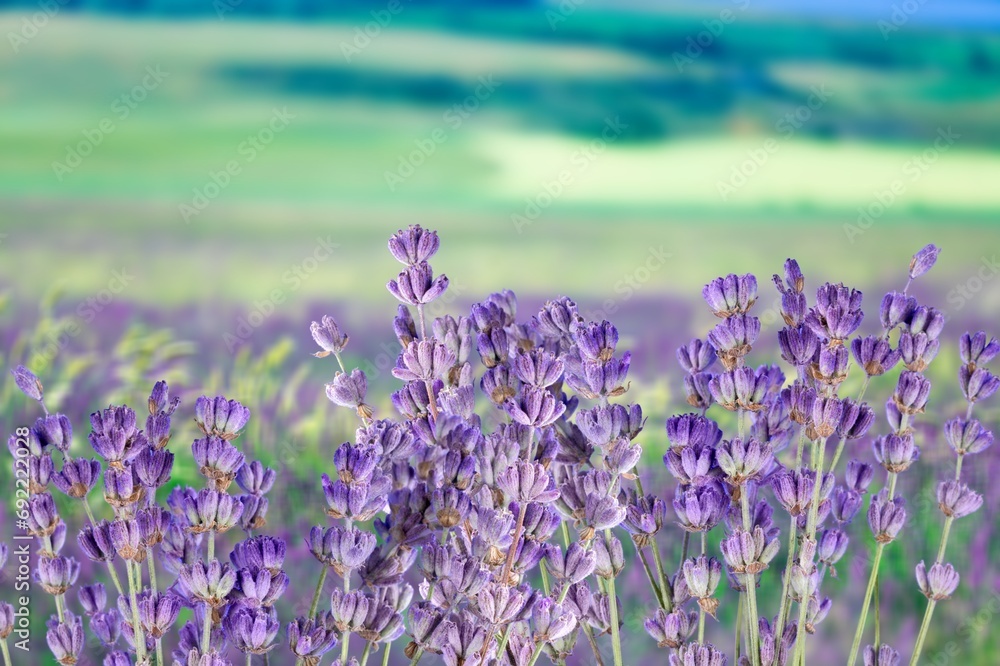 Naklejka premium blooming colorful fresh flowers at meadow