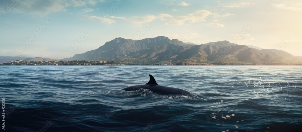 Fototapeta premium Big pilot whale in the Atlantic Ocean off the coast of Tenerife in panorama. Copy space image. Place for adding text or design