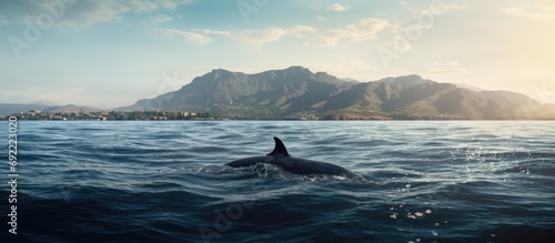 Big pilot whale in the Atlantic Ocean off the coast of Tenerife in panorama. Copy space image. Place for adding text or design © Ilgun