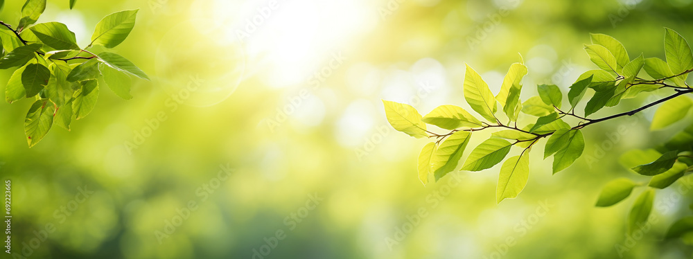Beautiful green leaf in sunlight Beautiful green leaf in sunlight