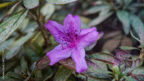 Purple Flower of Rhododendron yedoense photo