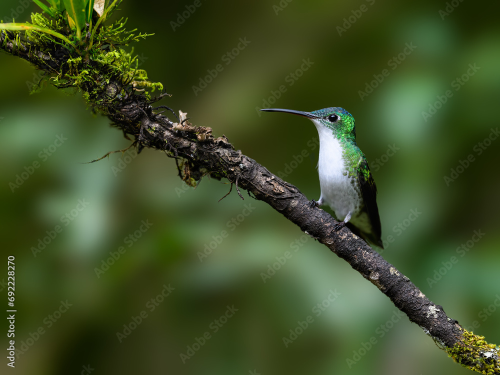 Andean Emerald Hummingbird on tree branch, portrait on green background