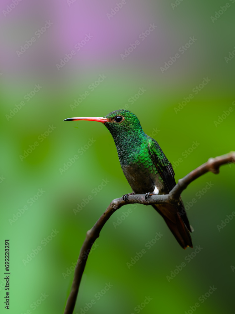 Fototapeta premium Rufous-tailed Hummingbird on tree branch, portrait on green background