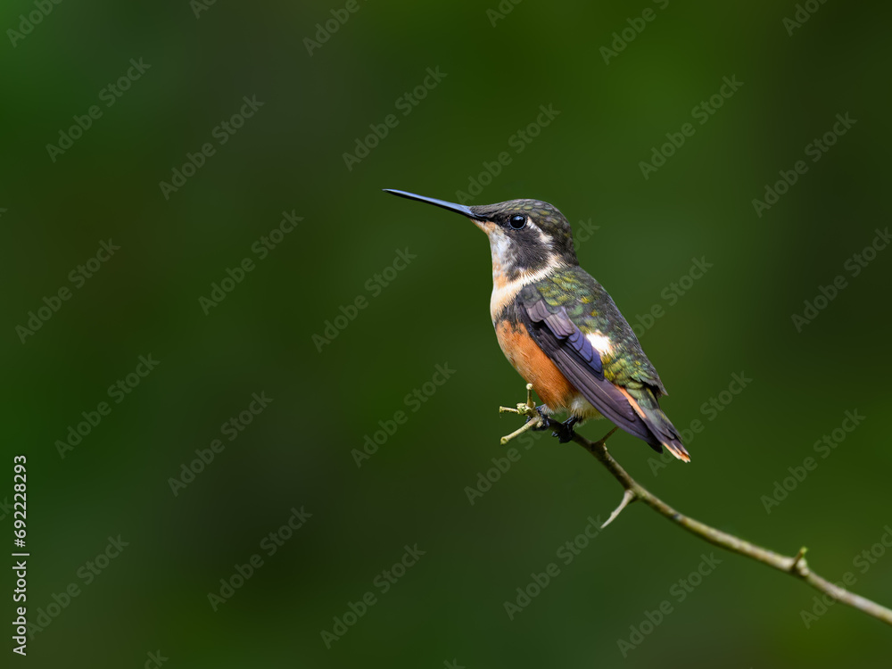 Fototapeta premium White-bellied Woodstar Hummingbird on tree branch, portrait on green background
