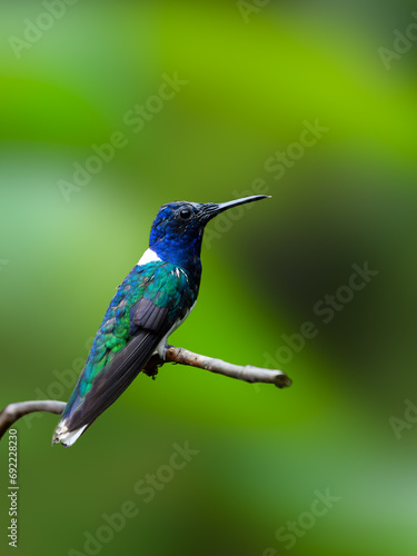 White-necked Jacobin on tree branch against green background
